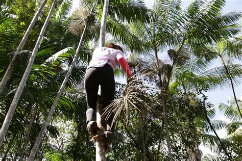 A saga das quebradeiras de coco de babaçu que movimentam bioeconomia na