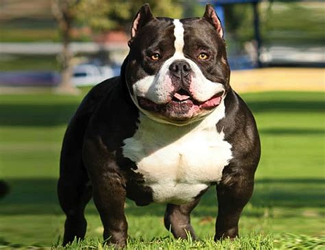 30 Most Dangerous Dog Breeds True Activist