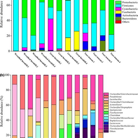 Main Composition Of The Gut Microbiota At Phylum A And Genus B