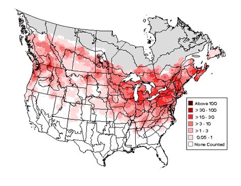 Cedar Waxwing - Photos, facts, and identification tips