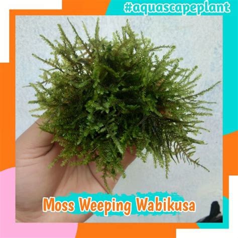 Jual Moss Weeping Media Wabikusa Tanaman Aquascape Moss Tanaman Aquarium Tanaman Hias Moss