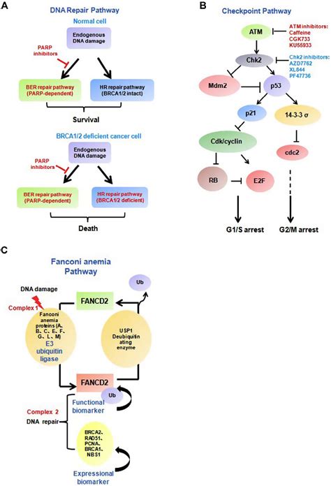 Figure From Dna Damage Response A Double Edged Sword In Cancer