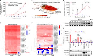 A Single Gene Integrates Sex And Hormone Regulators Into Sexual
