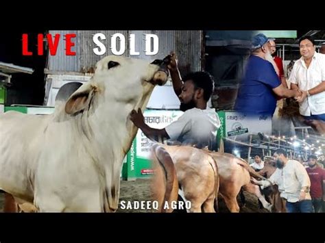 Huge Gray Brahman Live Sold Sadeeq Agro Big Big Cow Live Sold