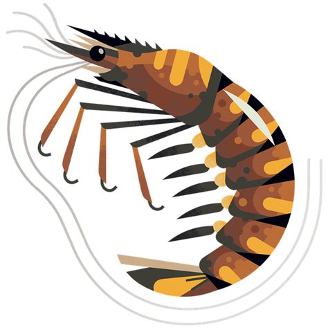 Tiger Prawn