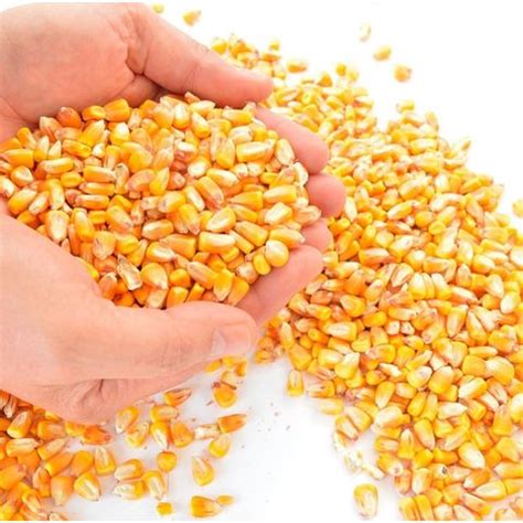 Buy Wholesale Canada Dried Yellow Maize Corn Non Gmo Fit For Human