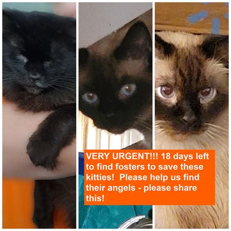 CALLING ALL ANGELS! ONLY 18 DAYS... - Milwaukee Pets Alive | Facebook