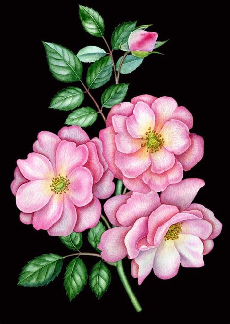 Pin By Gabriella Sudaro On Rose Dipinte Flower Art Images Flower Art