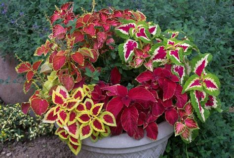 How To Grow Coleus As A House Plant Hubpages