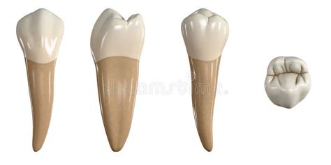 Permanent Upper Second Premolar Tooth D Illustration Of The Anatomy