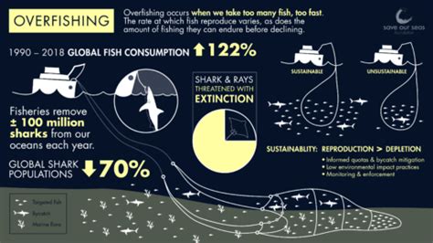 How Does Overfishing Affect Sharks And Rays Save Our Seas Foundation