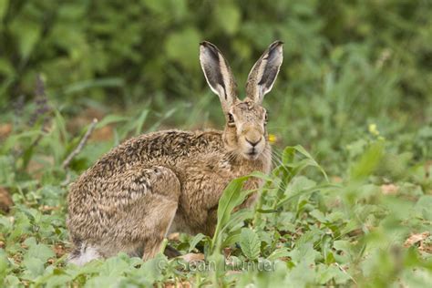 Sean Hunter Photography European Brown Hare