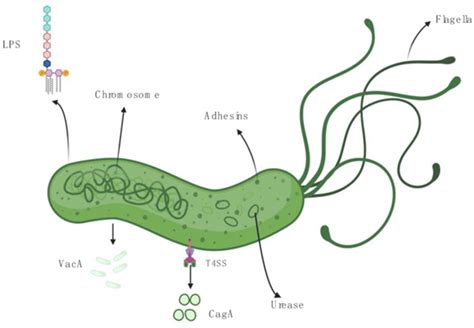 C C Ph Ng Ph P X T Nghi M V I Vi Khu N Hp Helicobacter Pylori