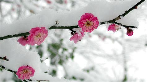 Winter Flowers Wallpapers - 4k, HD Winter Flowers Backgrounds on ...