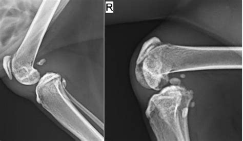 Cat Knee Arthrodesis Serial Case Report Vets On The Balkans An