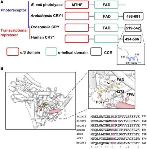 Mechanistic Insight Into Light Dependent Recognition Of Timeless By