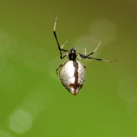 American Dewdrop Spider Spiders Of Montserrat Inaturalist