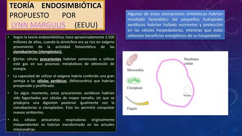 Origen De La Celula Ppt