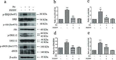 Western Blotting Analysis Of Phosphorylated Erb At Ser87 P Er Download Scientific Diagram