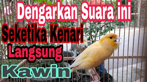 Pancingan Suara Kenari Agar Cepat Kawin Langsung Ngleper Dan Kawin