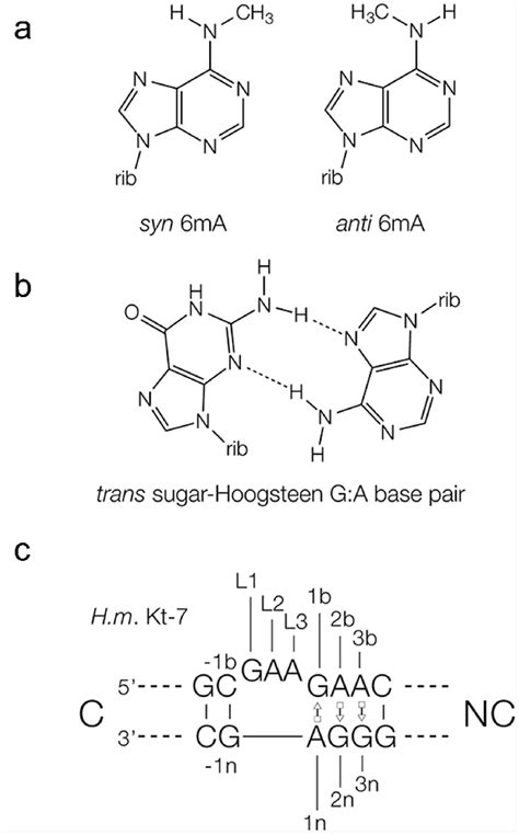 Adenine Methylation