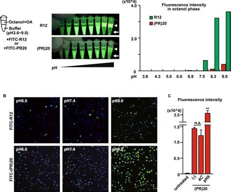 Extracellular Ph Affected Penetration Of Poly Pr A Peptides Download Scientific Diagram