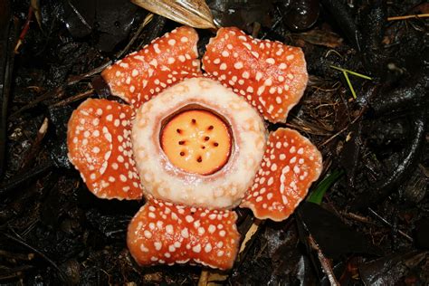 Rafflesia Manillana Rafflesiaceae Image At Phytoimages Siu Edu