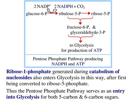 PPT Lecture On Pentose Phosphate Pathway AssignmentPoint PowerPoint