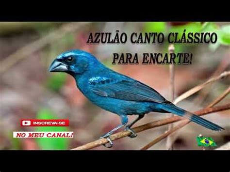 Azul O Canto Cl Ssico Para Encarte Youtube