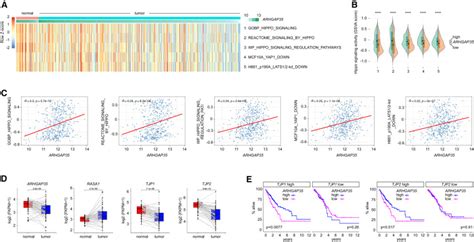 P120 Rasgap And Zo 2 Are Essential For Hippo Signaling And Tumor Suppressor Function Mediated By