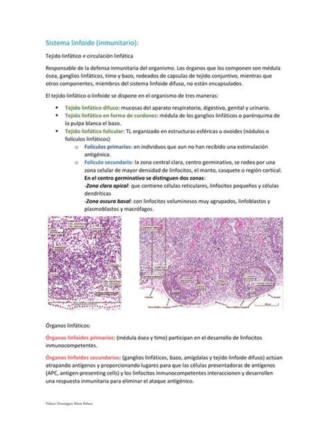 Histolog A Del Sistema Linfoide Rebeca Velasco Udocz