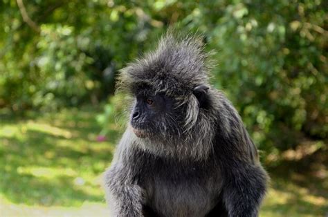 Premium Photo Close Up Of Monkey Looking Away