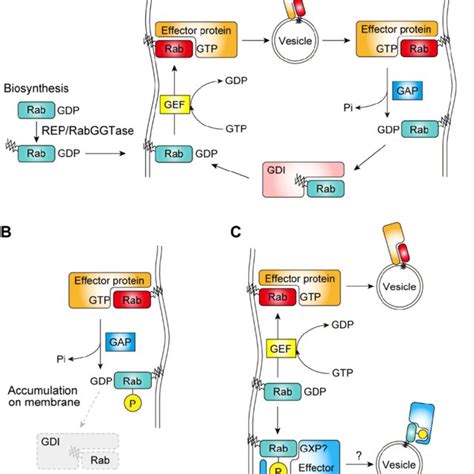 Schematic Illustrations Of The Lifecycle Of Rab Proteins And Proposed Download Scientific