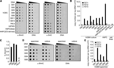 5hmc And Tet1 Levels In Human Glioblastoma Cells Download Scientific