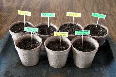 13 Fast Growing Seeds For Classroom Gardening Projects A Tutor