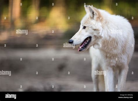 Arctic Wolf Canis Lupus Arctos Aka Polar Wolf Or White Wolf Close