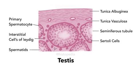 Simplified Histology Diagram Of Human Testes Basement Membrane