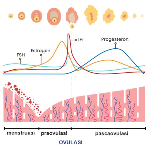 Peristiwa Menstruasi Meteor