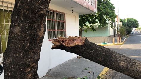 Automovilista Se Impacta Contra Un árbol Y Se Da A La Fuga En Veracruz