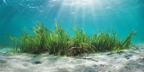 World Seagrass Day In 2025 2026 When Where Why How Is Celebrated