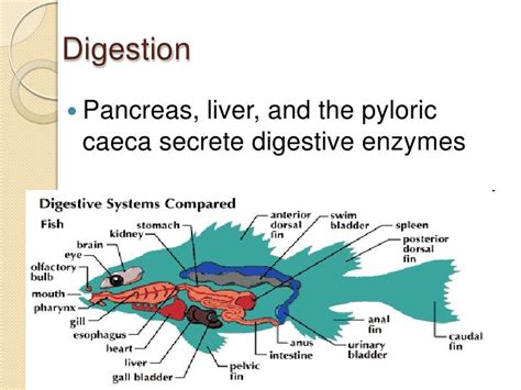 15 Phylum Chordata Notes