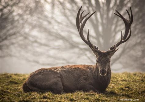 Majestic Stag Animals Animals Black And White Deer Photography