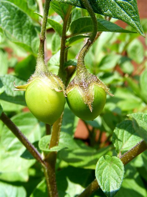 Rooster Potato Seed Pods For Your Garden