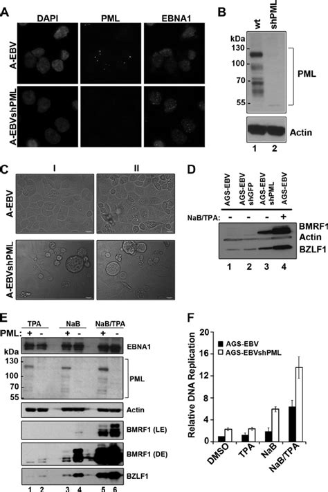 Pml Represses Ebv Reactivation Ags Ebv A Ebv Cells Were Infected