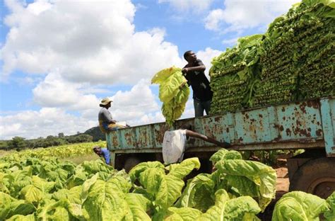 Zimbabwe Farmers Demand Premiums – Tobacco Reporter