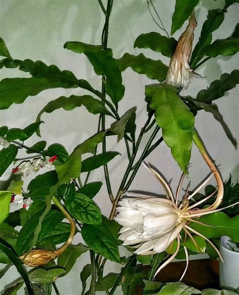 Queen Of The Night Epiphyllum Oxypetalum Ukhouseplants