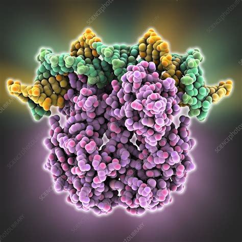 Gene activator protein - Stock Image - C014/6546 - Science Photo Library