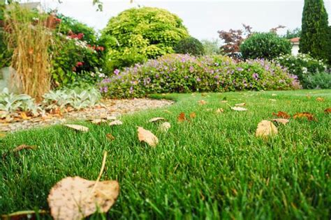 Fertiliser Le Gazon En Automne