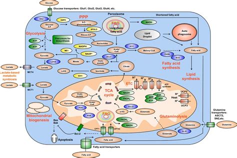 Cancer Metabolic Reprogramming Importance Main Features And