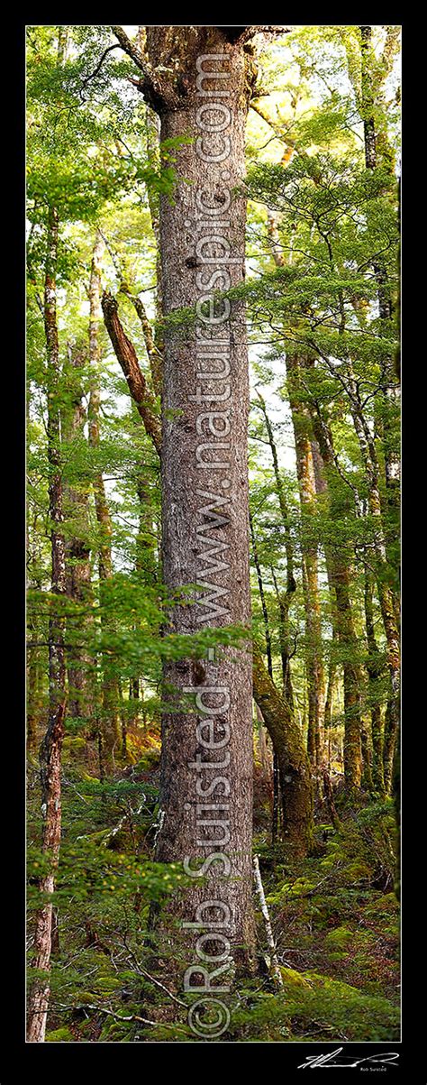 Giant Red Beech Tree Inside Beech Forest Interior Fuscospora Fusca